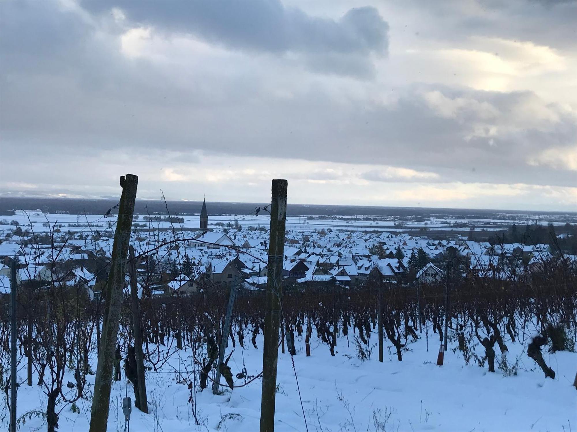 Appartamento Le Logis Du Vignoble Kintzheim Esterno foto